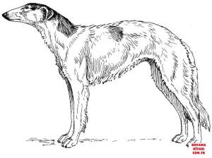 Köpek boyama sayfası, Dog coloring page, , dogs borzoi 
