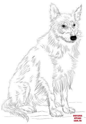 Köpek boyama sayfası, Dog coloring page, , dogs border colie 