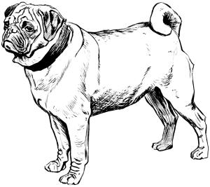 Köpek boyama sayfası, Dog coloring page, , dogs pug 