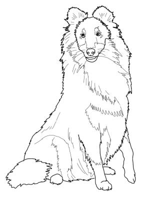 Köpek boyama sayfası, Dog coloring page, , dogs sheltie shetland sheepdog 