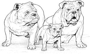 Köpek boyama sayfası, Dog coloring page, , dogs english bulldogs with puppy 