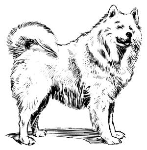 Köpek boyama sayfası, Dog coloring page, , dogs samoyed 