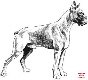 Köpek boyama sayfası, Dog coloring page, , dogs boxer 