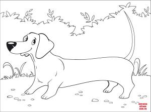 Köpek boyama sayfası, Dog coloring page, , dogs dachshund 