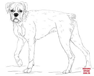 Köpek boyama sayfası, Dog coloring page, , dogs young boxer dog 