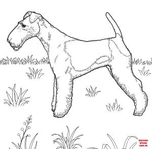 Köpek boyama sayfası, Dog coloring page, , dogs fox terrier 