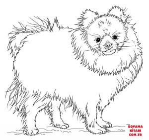 Köpek boyama sayfası, Dog coloring page, , dogs cute pomeranian 