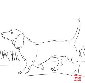 Köpek boyama sayfası, Dog coloring page, , dogs dachshund dog 