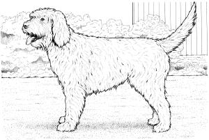 Köpek boyama sayfası, Dog coloring page, , dogs cockapoo dog 