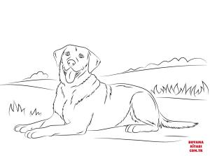 Köpek boyama sayfası, Dog coloring page, , dogs labrador retriever 