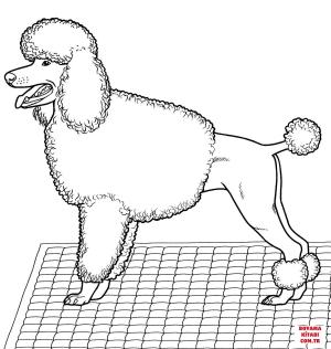 Köpek boyama sayfası, Dog coloring page, , dogs poodle 