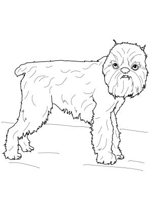 Köpek boyama sayfası, Dog coloring page, , dogs brussels griffon 