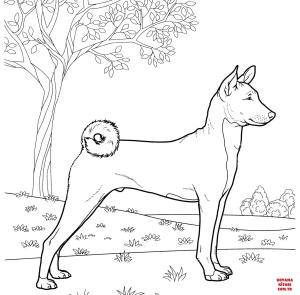 Köpek boyama sayfası, Dog coloring page, , dogs basenji 