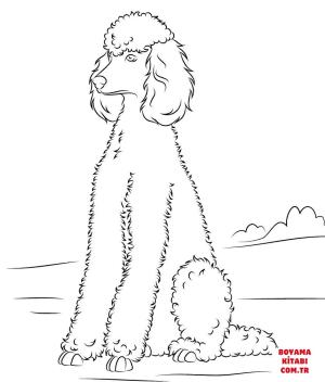 Köpek boyama sayfası, Dog coloring page, , dogs poodle 