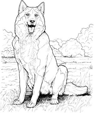 Köpek boyama sayfası, Dog coloring page, , dogs alaskan malamute 