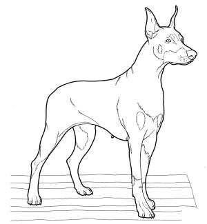 Köpek boyama sayfası, Dog coloring page, , dogs doberman 