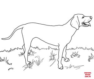 Köpek boyama sayfası, Dog coloring page, , dogs redbone coonhound 