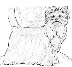 Köpek boyama sayfası, Dog coloring page, , dogs yorkshire terrier or yorkie 