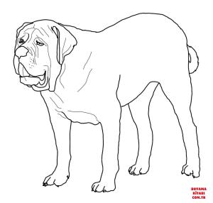 Köpek boyama sayfası, Dog coloring page, , dogs english mastiff