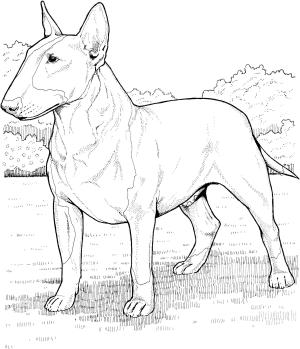 Köpek boyama sayfası, Dog coloring page, , dogs english bull terrier 