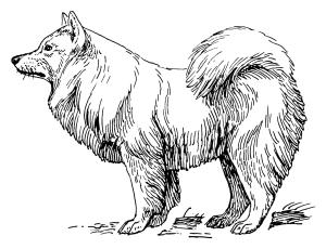 Köpek boyama sayfası, Dog coloring page, , dogs samoyed 