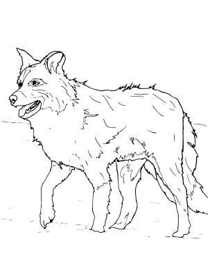 Köpek boyama sayfası, Dog coloring page, , dogs scotch sheep dog or border collie 