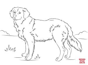 Köpek boyama sayfası, Dog coloring page, , dogs golden retriever 