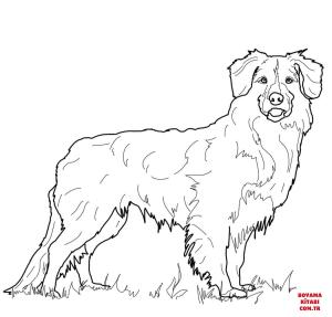 Köpek boyama sayfası, Dog coloring page, , dogs nova scotia duck tolling retriever 