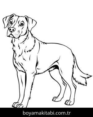 Köpek boyama sayfası, Dog coloring page, , 21)