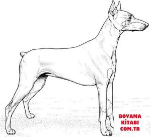 Köpek boyama sayfası, Dog coloring page, , dogs doberman pinscher 