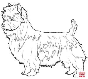 Köpek boyama sayfası, Dog coloring page, , dogs australian terrier 