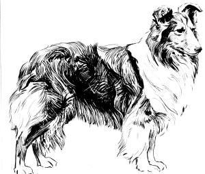 Köpek boyama sayfası, Dog coloring page, , dogs shetland sheepdog 