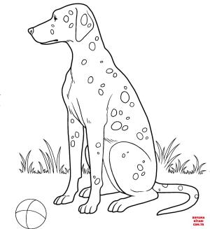 Köpek boyama sayfası, Dog coloring page, , dogs dalmatian 