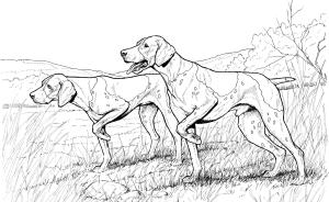 Köpek boyama sayfası, Dog coloring page, , dogs pointer dogs 