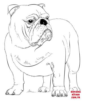 Köpek boyama sayfası, Dog coloring page, , dogs english bulldog 