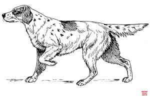 Köpek boyama sayfası, Dog coloring page, , dogs setter 