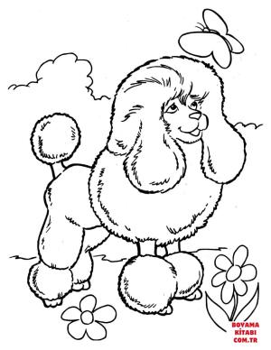 Köpek boyama sayfası, Dog coloring page, , dogs poodle and butterfly 