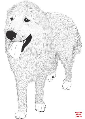 Köpek boyama sayfası, Dog coloring page, , dogs great pyrenees 