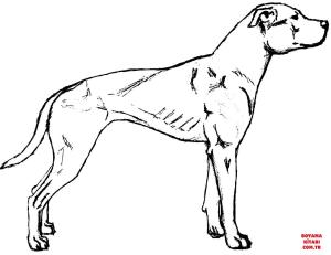 Köpek boyama sayfası, Dog coloring page, , dogs american pit bull terrier dog 