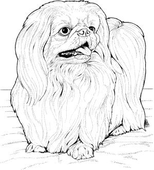 Köpek boyama sayfası, Dog coloring page, , dogs lhasa apso 