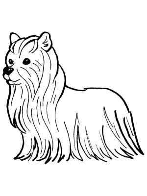 Köpek boyama sayfası, Dog coloring page, , dogs yorkshire terrier 