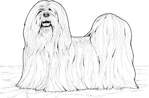 Köpek boyama sayfası, Dog coloring page, , dogs lhasa apso dog 