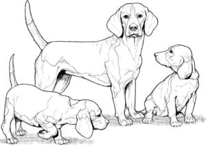 Köpek boyama sayfası, Dog coloring page, Yavrularıyla Beagle Çiz, 