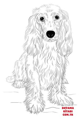 Köpek boyama sayfası, Dog coloring page, , dogs english cocker spaniel 