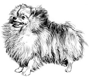 Köpek boyama sayfası, Dog coloring page, , dogs pomeranian 