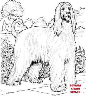 Köpek boyama sayfası, Dog coloring page, , dogs afghan hound 