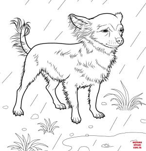 Köpek boyama sayfası, Dog coloring page, , dogs chihuahua 