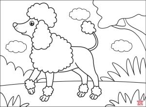 Köpek boyama sayfası, Dog coloring page, , dogs poodle 