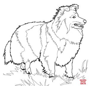 Köpek boyama sayfası, Dog coloring page, , dogs shetland sheepdog 