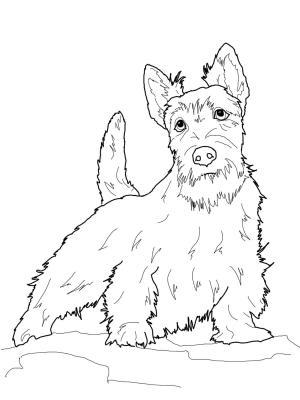 Köpek boyama sayfası, Dog coloring page, , dogs scottish terrier 